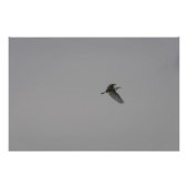 Egret im Flug Fotodruck (Vorne)