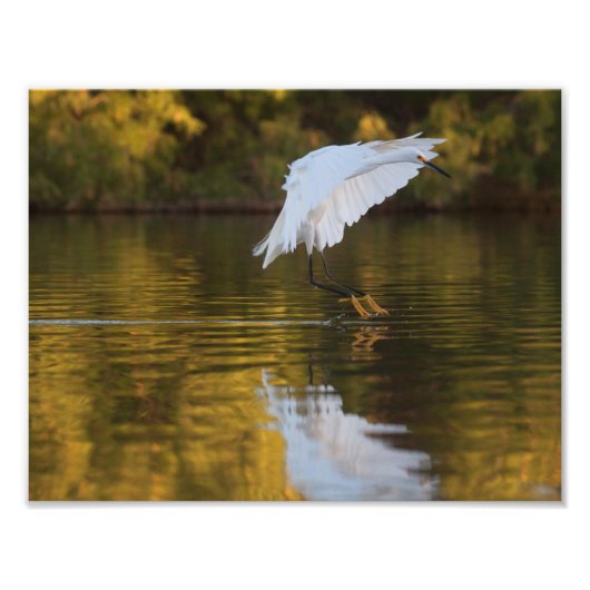 Egret im Flug über den Goldenen Teich Fotodruck (Vorne)