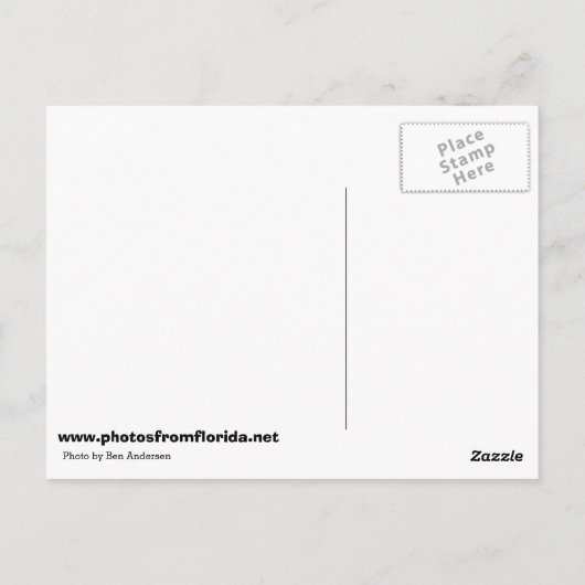 Egret in Bloom Postkarte (Rückseite)