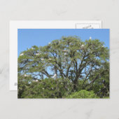 Egret in einer Tree-Postkarte Postkarte (Vorne/Hinten)