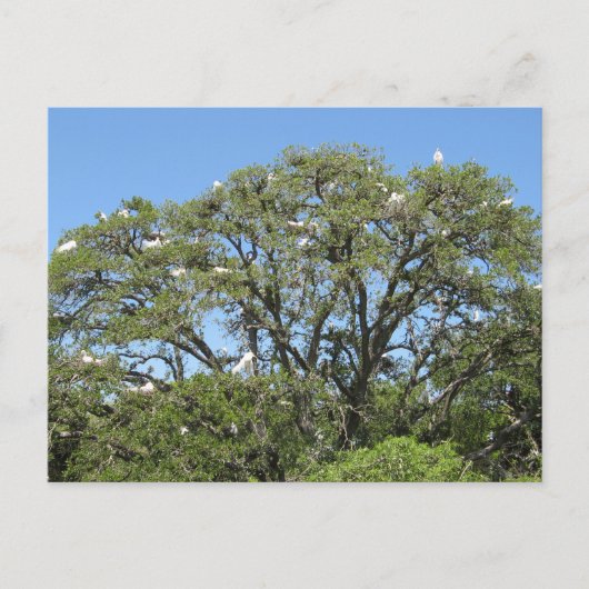 Egret in einer Tree-Postkarte Postkarte (Vorderseite)