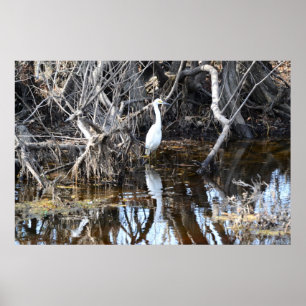 Egret in Louisiana Bayou - Poster