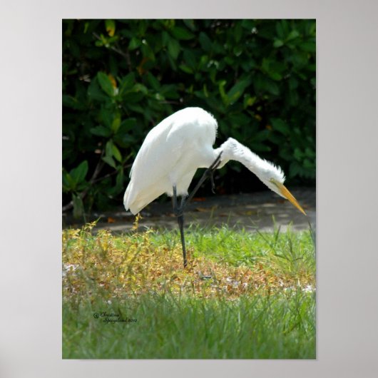 Egret kratzend Poster (Vorne)