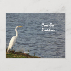 Egret lädt Sie ein, nach Louisiana zu kommen Postkarte