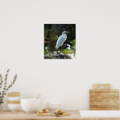 Egret mit Turtles Poster (Küche)