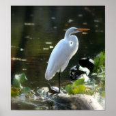 Egret mit Turtles Poster (Vorne)