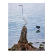 Egret Perch Fotodruck (Vorne)