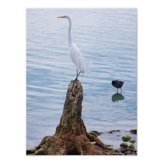 Egret Perch Fotodruck (Vorne)
