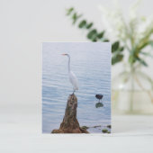 Egret Perch Postkarte (Stehend Vorderseite)