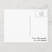 Egret Perch Postkarte (Rückseite)