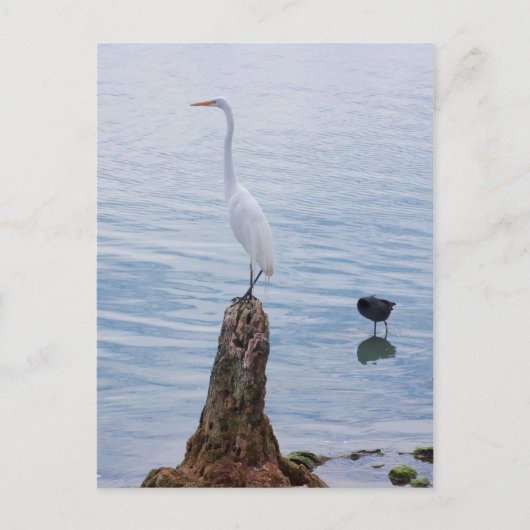 Egret Perch Postkarte (Vorderseite)