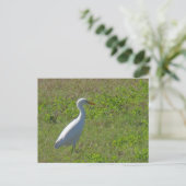 Egret Postkarte (Stehend Vorderseite)
