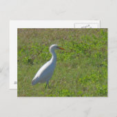 Egret Postkarte (Vorne/Hinten)