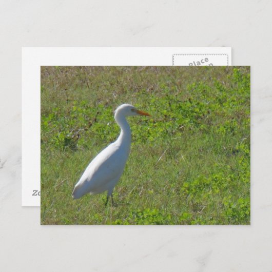 Egret Postkarte (Vorne/Hinten)