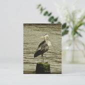Egret Postkarte (Stehend Vorderseite)