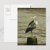 Egret Postkarte (Vorne/Hinten)