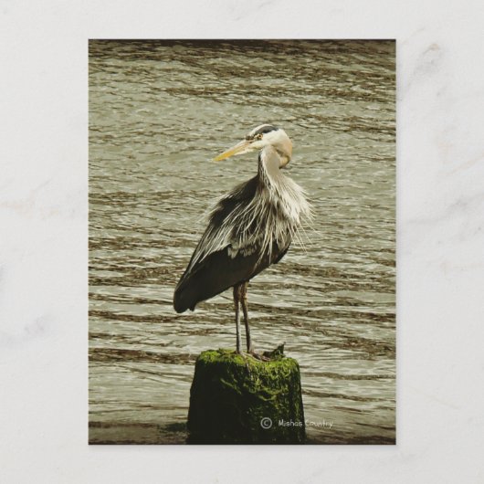 Egret Postkarte (Vorderseite)