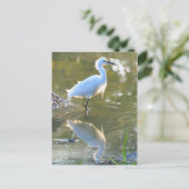 Egret Postkarte (Stehend Vorderseite)