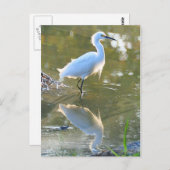 Egret Postkarte (Vorne/Hinten)