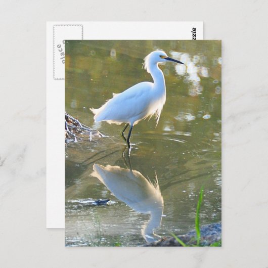 Egret Postkarte (Vorne/Hinten)