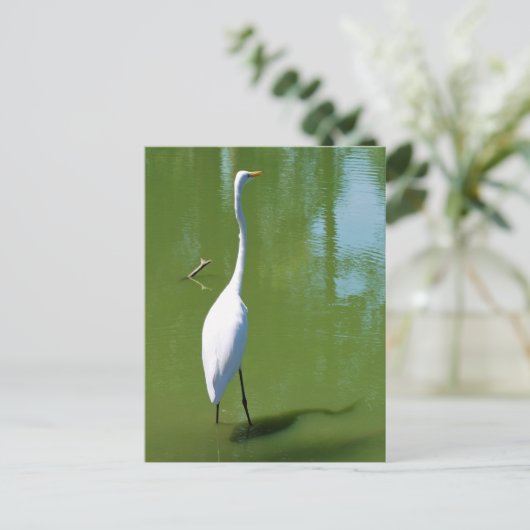 Egret Postkarte (Stehend Vorderseite)