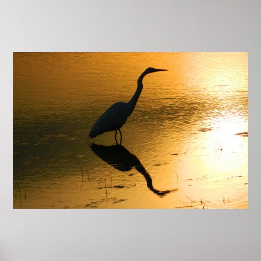 Egret Reflection bei Sunset Poster (Vorne)