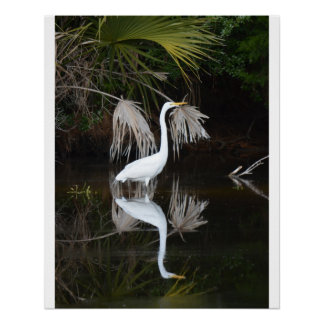 Egret & Reflection Foto Glossy Poster