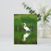 Egret, Rio Oscuro, Lago Izabal, Guatemala Postkarte (Stehend Vorderseite)