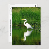 Egret, Rio Oscuro, Lago Izabal, Guatemala Postkarte (Vorne/Hinten)