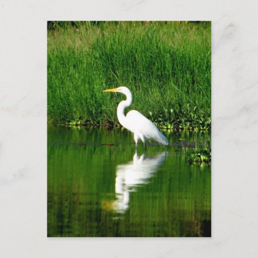 Egret, Rio Oscuro, Lago Izabal, Guatemala Postkarte (Vorderseite)