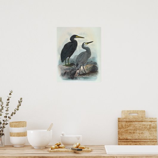 Egret und Heron Poster (Küche)