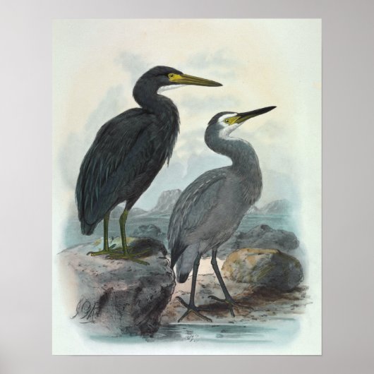 Egret und Heron Poster (Vorne)