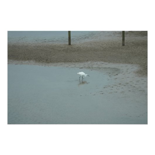 Egret Wading Fotodruck (Vorne)