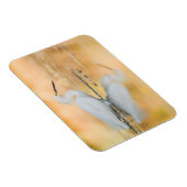 Egret, wenn die Sonne eingestellt ist Magnet (Rechte Seite)