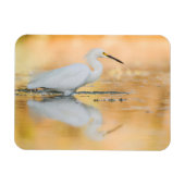 Egret, wenn die Sonne eingestellt ist Magnet (Horizontal)