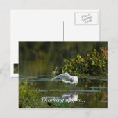 Egret Wing Exam Denken Sie an Sie Postkarte (Vorne/Hinten)