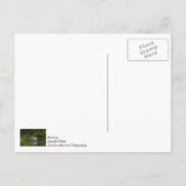 Egret Wing Exam Denken Sie an Sie Postkarte (Rückseite)