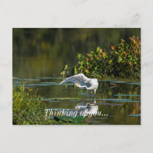 Egret Wing Exam Denken Sie an Sie Postkarte