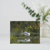Egret Wing Exam Denken Sie an Sie Postkarte (Stehend Vorderseite)