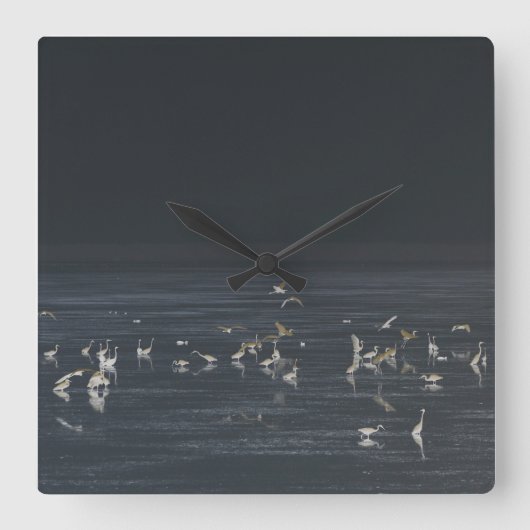 Egrets am Mitternachtsblau Quadratische Wanduhr (Vorderseite)