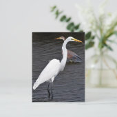 Egrets Postkarte (Stehend Vorderseite)