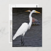 Egrets Postkarte (Vorne/Hinten)
