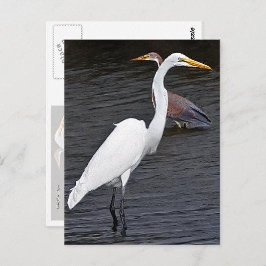 Egrets Postkarte (Vorne/Hinten)