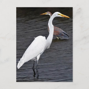 Egrets Postkarte