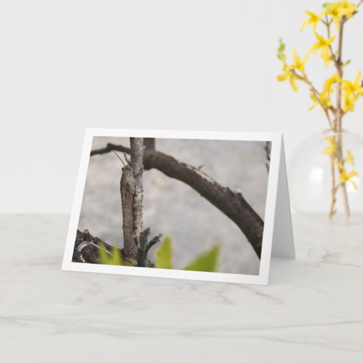 Egyptian Grasshopper in Tree Karte (Gelbe Blume)