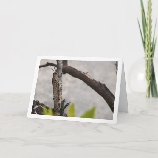 Egyptian Grasshopper in Tree Karte (Vorderseite)