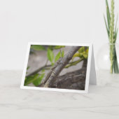 Egyptian Grasshopper in Tree Karte (Vorderseite)