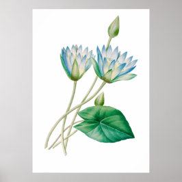 Egyptian Lotus Blume Print by P.J. Redouté Poster