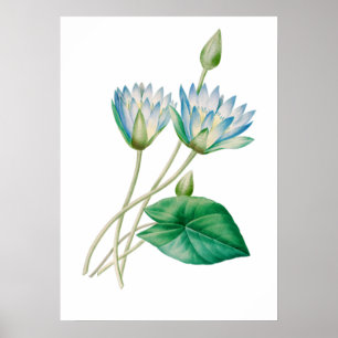 Egyptian Lotus Blume Print by P.J. Redouté Poster