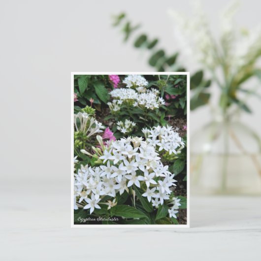 Egyptian Starcluster Postkarte (Stehend Vorderseite)
